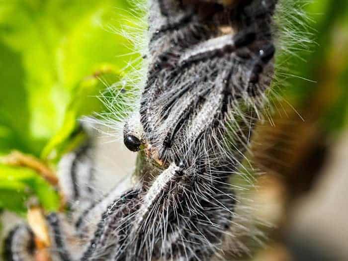 Die feinen Brennhaare der Eichenprozessionsspinner können leicht brechen und vom Wind über weite Strecken verbreitet werden. (Symbolbild) / Foto: Soeren Stache/dpa