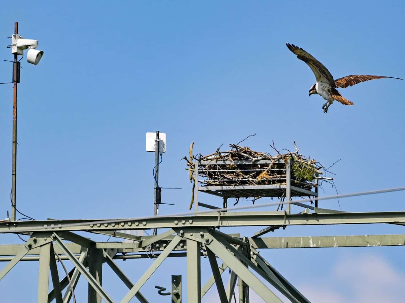 Fischadler fliegen das Nest in Sielmanns Naturlandschaft Groß Schauener Seen an - aber auch Rotmilane dürften laut den Naturschutz-Experten den Horst beanspruchen. Interessierte können das Schauspiel live per Kamera mitverfolgen. / Foto: Patrick Pleul/dpa/ZB