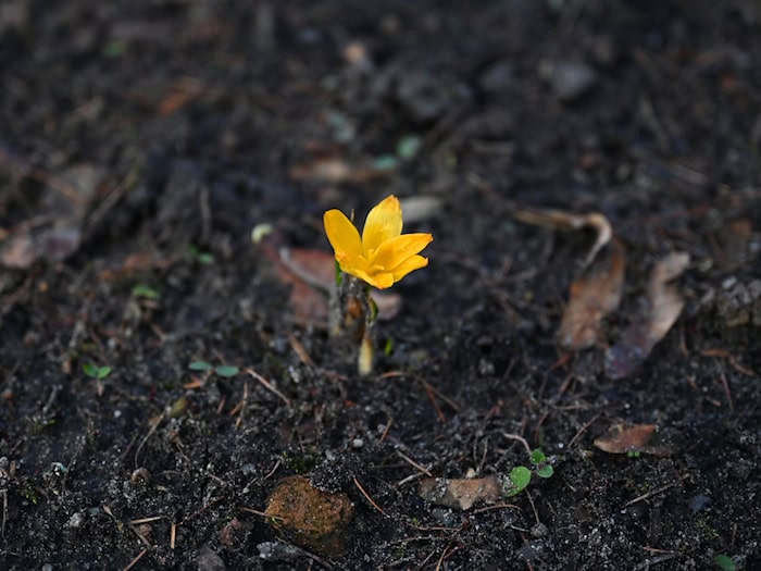 In Berlin und Brandenburg werden die Tage sonnig und mild, die Nächte bleiben jedoch noch kalt.  / Foto: Elisa Schu/dpa