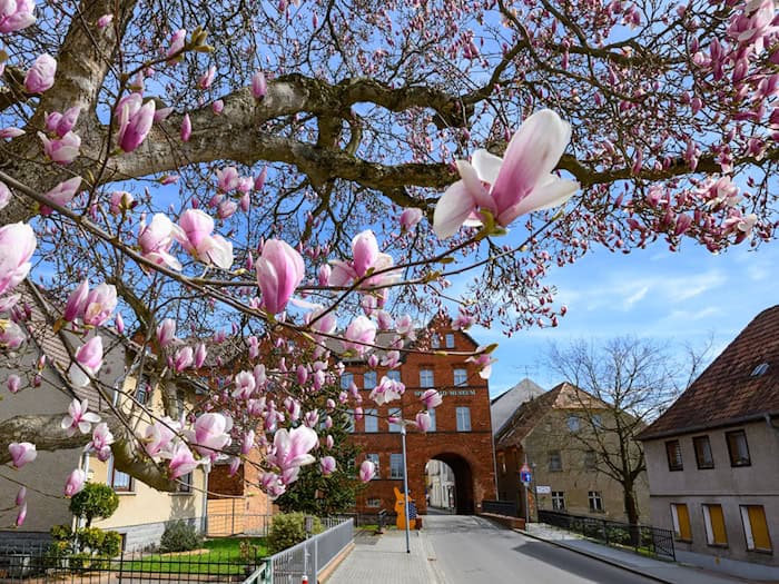 Auch zum Wochenstart gibt es einen Vorgeschmack auf den April. (Archivbild) / Foto: Patrick Pleul/dpa