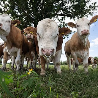 Bei einem Unfall waren mehrere Rinder entlaufen. (Symbolbild) / Foto: Boris Roessler/dpa