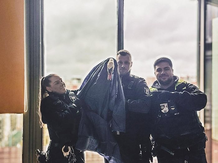 Polizisten haben in Berlin-Kreuzberg einen Schwan gerettet, der sich auf einen Balkon einer Wohnung in der 5. Etage verirrt hatte. / Foto: Polizei Berlin/dpa