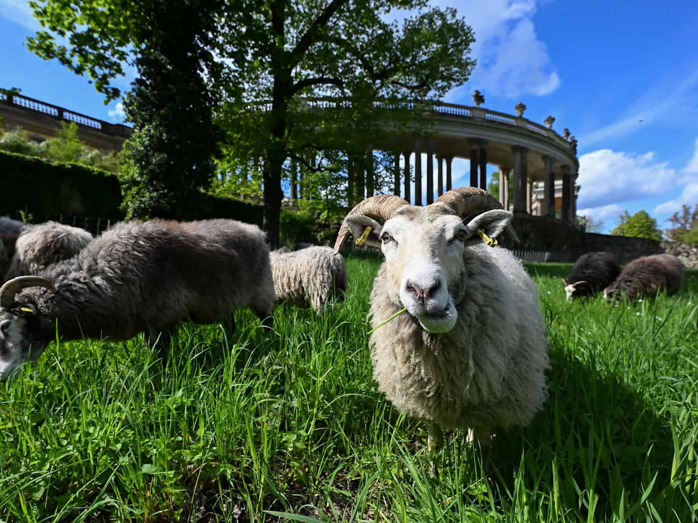 Sowohl männliche als auch weibliche Guteschafe haben schneckenförmige Hörner. (Archivbild) / Foto: Jens Kalaene/dpa