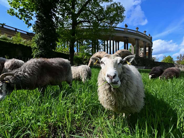 Sowohl männliche als auch weibliche Guteschafe haben schneckenförmige Hörner. (Archivbild) / Foto: Jens Kalaene/dpa