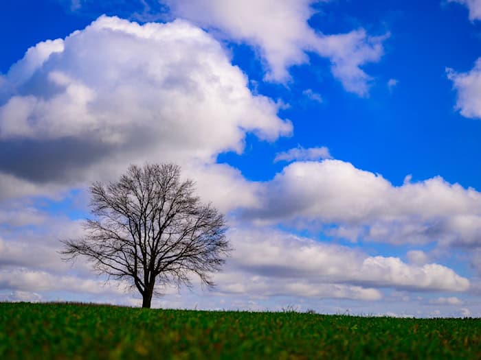 In Berlin und Brandenburg ist nachts noch mit Frost zu rechnen, tagsüber wird es sonnig. (Symbolbild) / Foto: Patrick Pleul/dpa