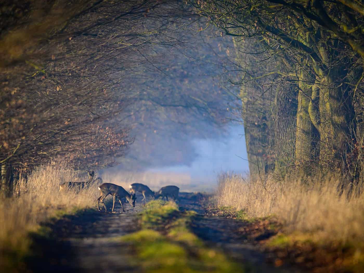 Viel Sonne und milde Temperaturen laden am Wochenende in Berlin und Brandenburg ins Freie ein – nachts kann es dennoch noch einmal frostig werden. (Archivbild) / Foto: Patrick Pleul/dpa