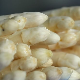 Spargelfreunde können jetzt die ersten frischen Stangen des Saisongemüses aus Brandenburg bekommen. (Archivbild) / Foto: Soeren Stache/dpa