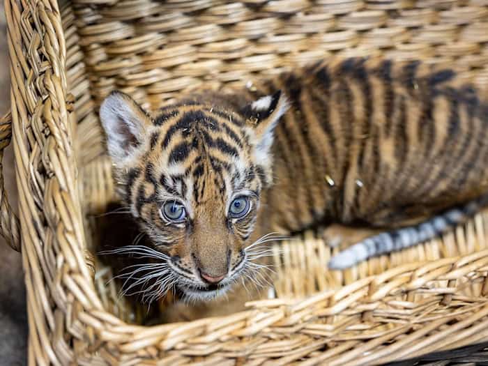 Das kleine Mädchen ist zwei Monate alt. / Foto: -/Tierpark Berlin/dpa
