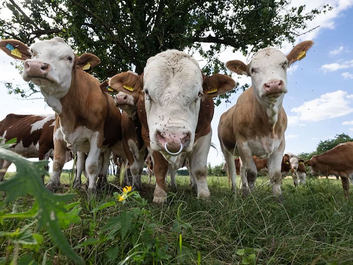 Mindestens drei Tiere mussten noch vor Ort getötet werden. (Symbolbild) / Foto: Boris Roessler/dpa