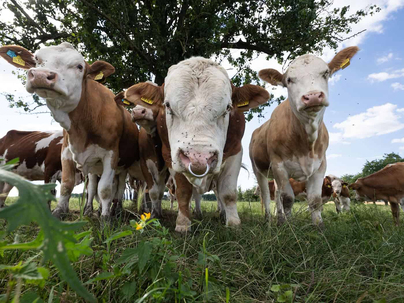Bei dem Unglück waren neun der um die 850 Kilogramm schweren Tiere weggerannt. (Symbolbild) / Foto: Boris Roessler/dpa
