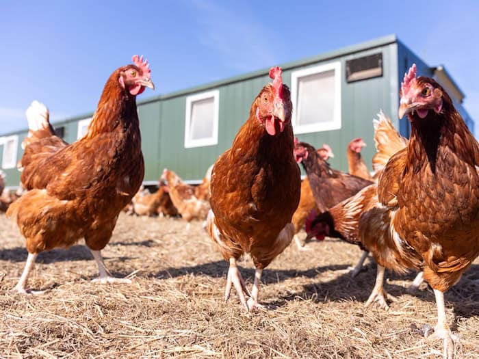 Newcastle-Krankheit in Brandenburg: Ausbruch in Legehennenbestand im Landkreis Spree-Neiße