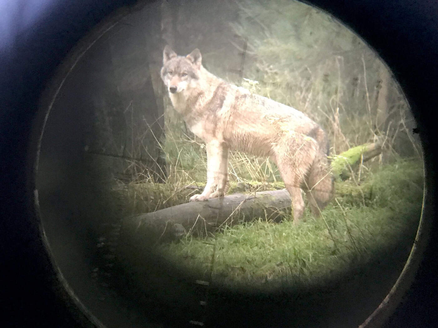Der Abschuss des Wolfs soll erleichtert werden. (Symbolbild)  / Foto: Carsten Rehder/dpa