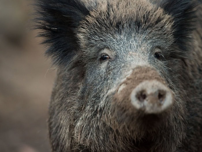 Ein Wildschwein läuft in einem Berliner Einkaufszentrum umher. (Symbolbild) / Foto: Lino Mirgeler/dpa