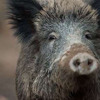 Ein Wildschwein läuft in einem Berliner Einkaufszentrum umher. (Symbolbild) / Foto: Lino Mirgeler/dpa