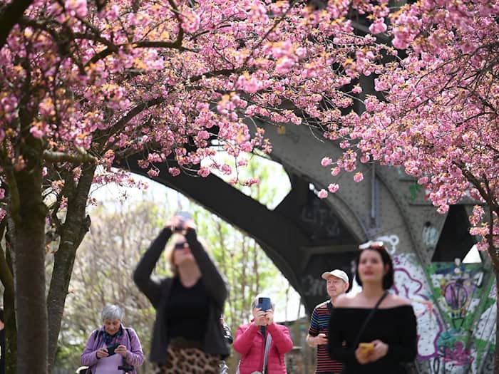 Kirschbäume locken in Berlin und Brandenburg je nach Wetterlage an ganz unterschiedliche Orte. (Archivbild) / Foto: Lilli Förter/dpa