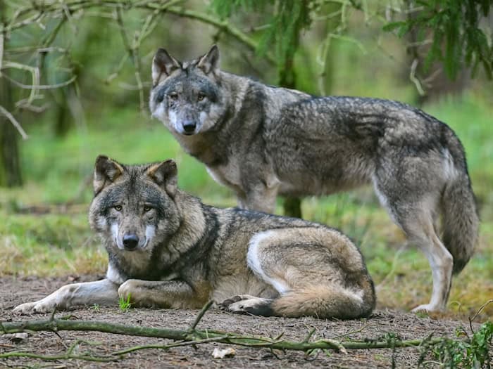 Der Wolf kommt ins Jagdrecht. (Symbolbild) / Foto: Patrick Pleul/dpa