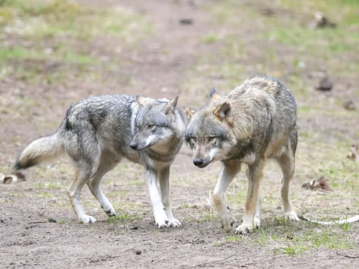 Der Wolf kommt ins Jagdrecht. (Symbolbild) / Foto: Soeren Stache/dpa-Zentralbild/dpa
