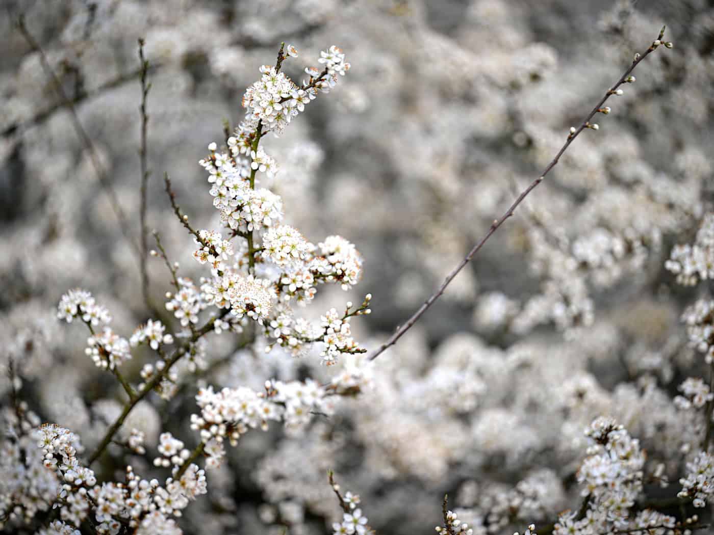 Unter anderem Schlehen sind von den Gespinsten betroffen. (Symbolbild) / Foto: Sina Schuldt/dpa