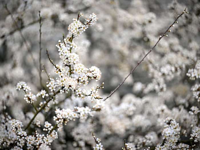 Auffällige Raupennester in Sträuchern - keine Gefahr