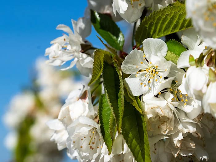 Das Baumblütenfest in Werder setzt auf Obstwein, Höfe und Gärten. / Foto: Soeren Stache/dpa