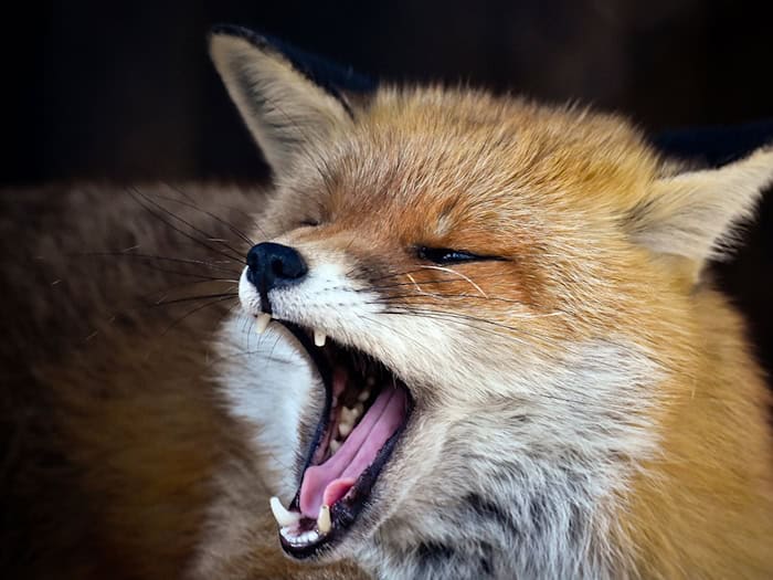 Füchse sind in Berlin weit verbreitet (Symbolbild) / Foto: picture alliance / ZB