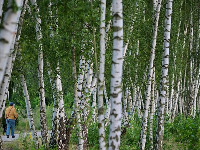 Gräser- und Birkenpollen sind in Deutschland die Hauptauslöser für eine Pollenallergie. (Symbolbild) / Foto: Sebastian Gollnow/dpa