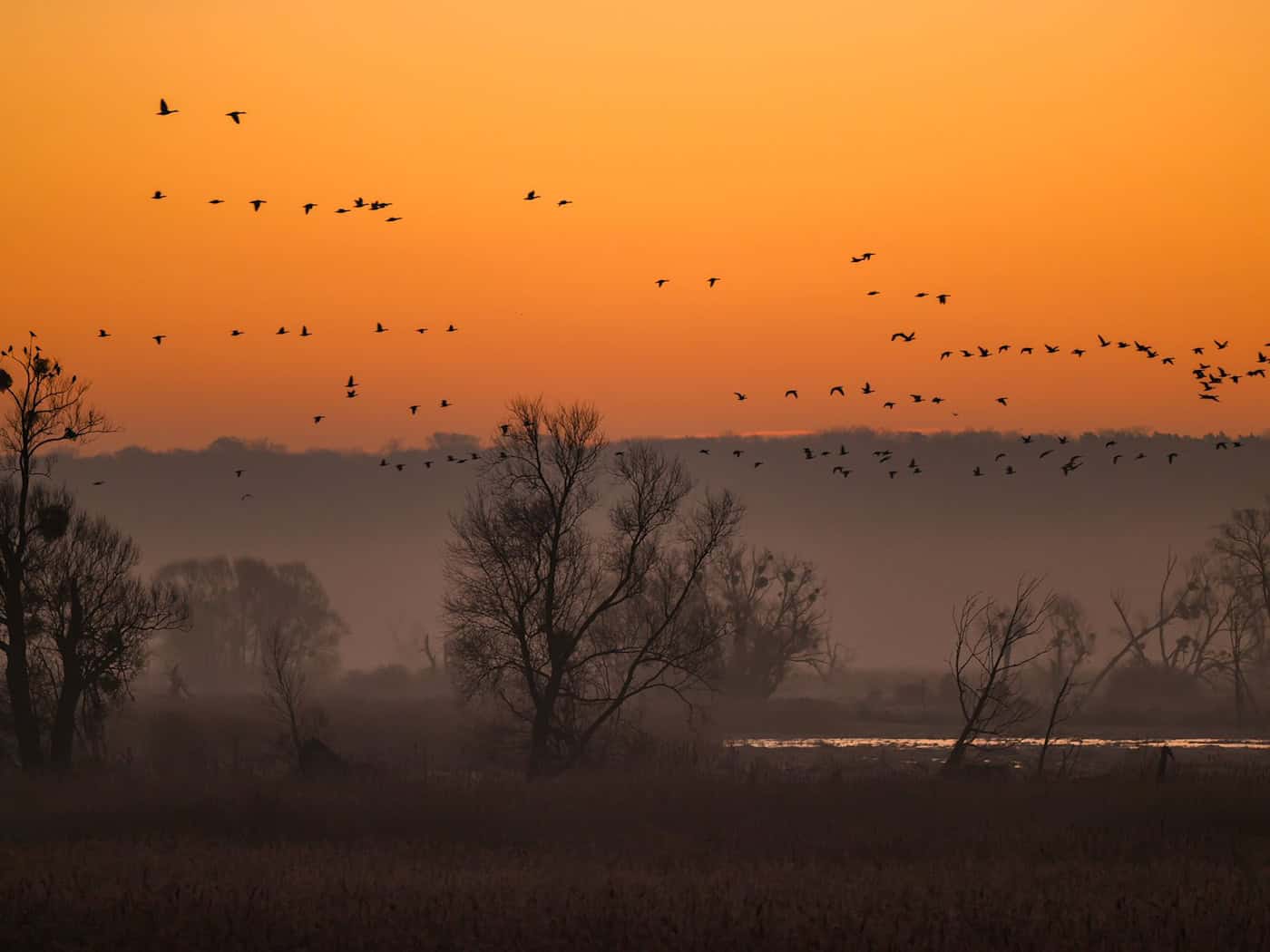 Im Nationalpark Unteres Odertal lassen sich viele Vögel beobachten. (Archivbild) / Foto: Patrick Pleul/dpa