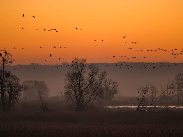 Im Nationalpark Unteres Odertal lassen sich viele Vögel beobachten. (Archivbild) / Foto: Patrick Pleul/dpa