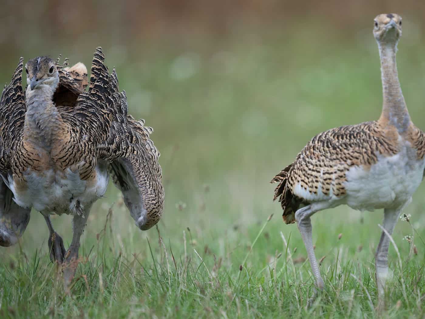 Großtrappen zählen zu den schwersten flugfähigen Vögeln der Welt. (Symbolbild) / Foto: Sebastian Christoph Gollnow/dpa