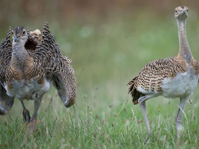 6,4 Millionen Euro Förderung für Großtrappenschutz in Brandenburg und Sachsen-Anhalt
