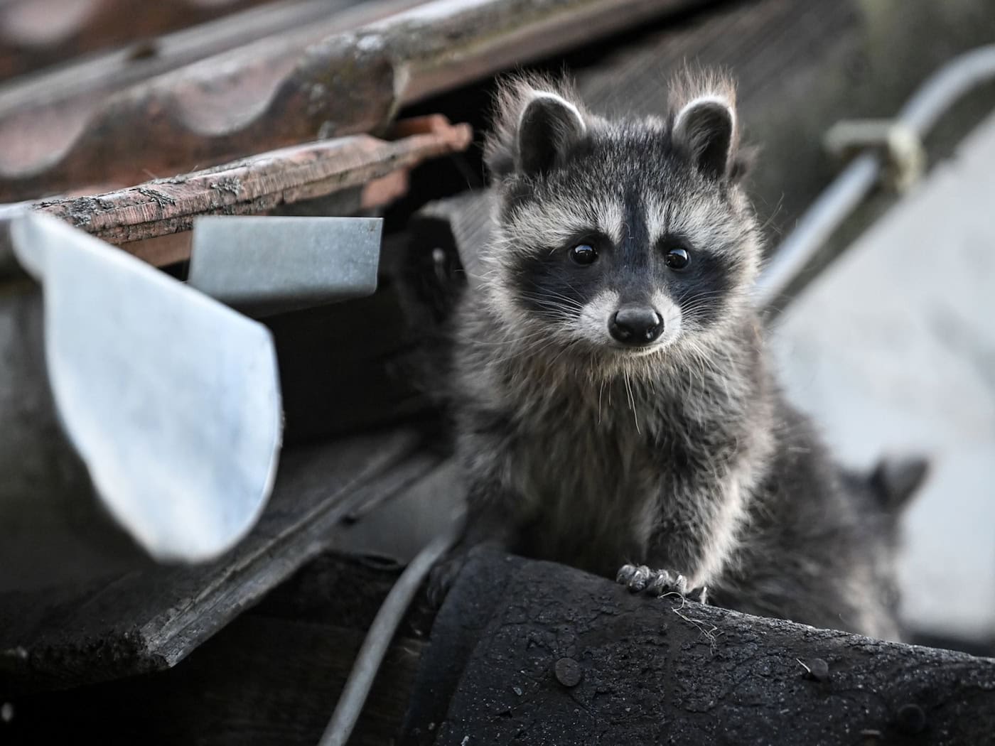 Es gibt keine Zahlen, wie viele Waschbären in der Hauptstadt leben. (Symbolbild) / Foto: Britta Pedersen/dpa