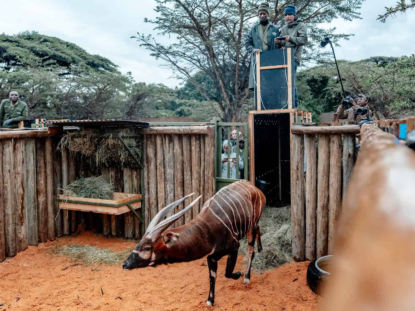 Einer der tierischen Auswanderer erkundet sein neues Zuhause / Foto: -/KWS/Mount Kenya Wildlife Conservancy/dpa