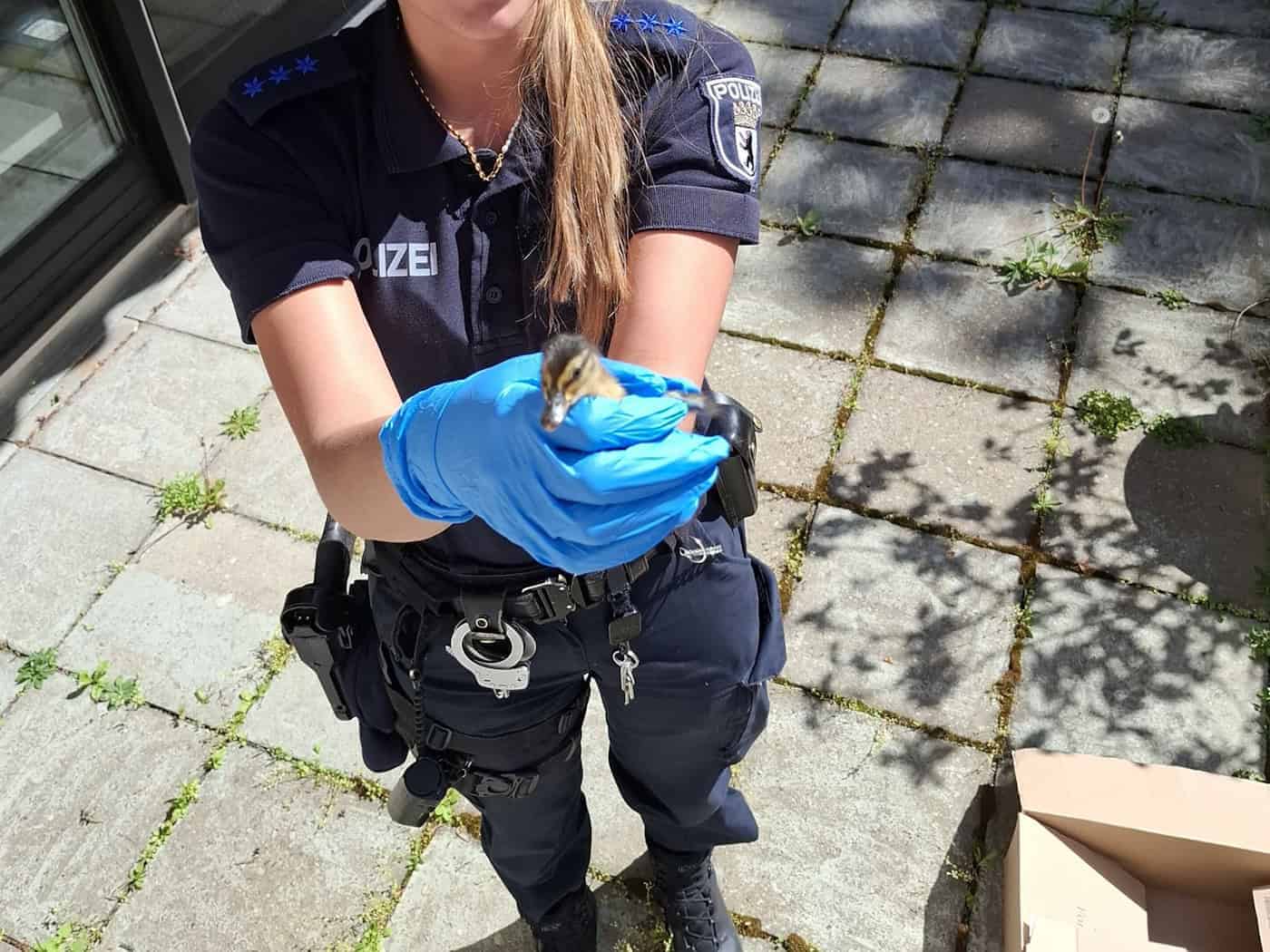 Die Berliner Polizei kümmert sich um verirrte Entenküken und Katzen.  / Foto: -/Polizei Berlin/dpa