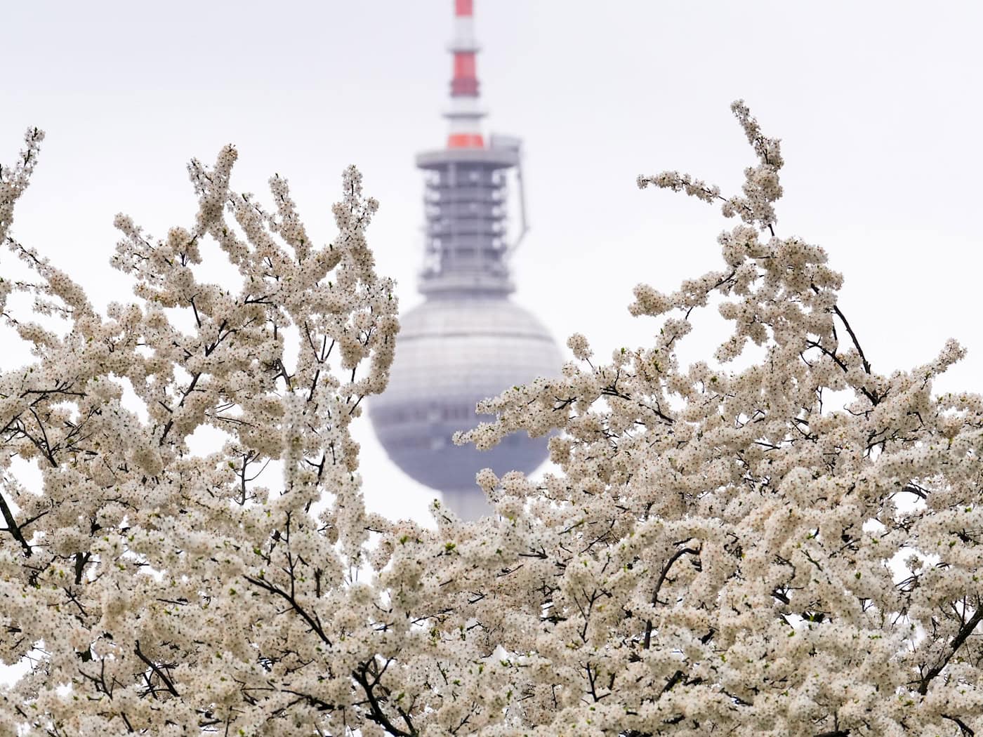 Dichter Nebel sorgt Gebietsweise für schlechte Sicht. (Symbolbild) / Foto: Soeren Stache/dpa