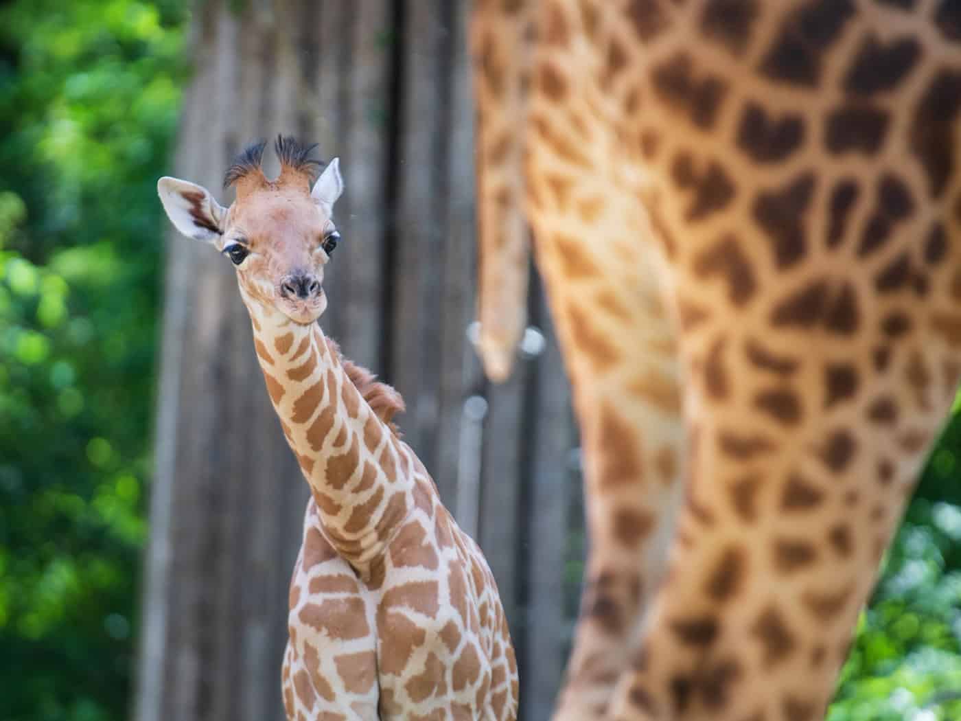 Kordofan-Giraffe «Vizuri» ist aus Basel in den Zoo Berlin umgezogen. / Foto: -/Zoo Basel /dpa