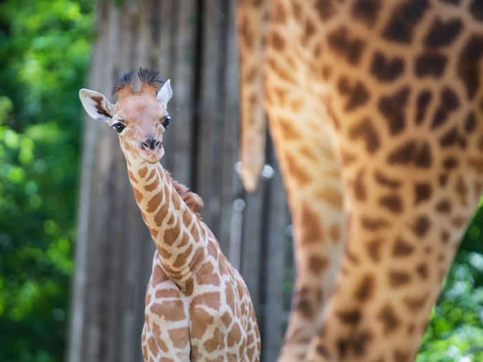 Zoo Berlin: Kordofan-Giraffe «Vizuri» aus Basel angekommen – Gehege soll zur Savannenlandschaft werden