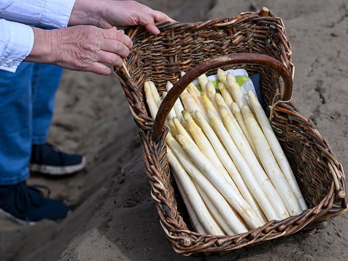 Die Spargelzeit hat in Brandenburg begonnen. Zu Ostern wird das Edelgemüse vom Feld geholt.  / Foto: Jens Kalaene/dpa