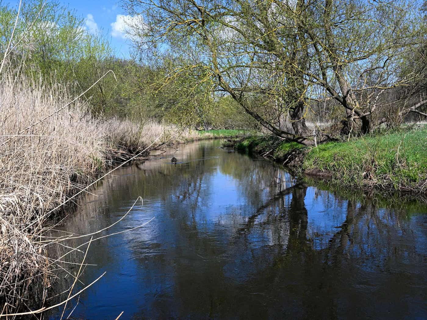 Die Stepenitz fließt auch im Norden von Brandenburg. (Archivbild) / Foto: Jens Kalaene/dpa