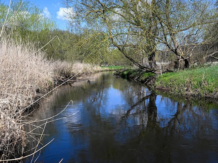 Die Stepenitz fließt auch im Norden von Brandenburg. (Archivbild) / Foto: Jens Kalaene/dpa