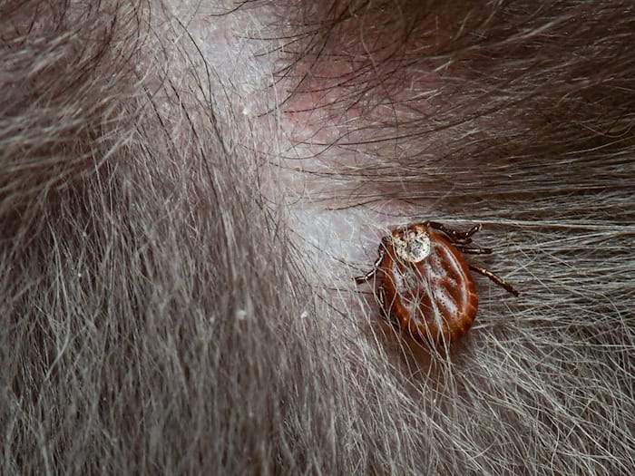 Tierärzte warnen vor einer Übertragung der Babesiose beim Hund durch Zecken. Umgangssprachlich wird die Erkrankung Hundemalaria genannt. (Symbolbild) / Foto: Patrick Pleul/dpa-Zentralbild/dpa
