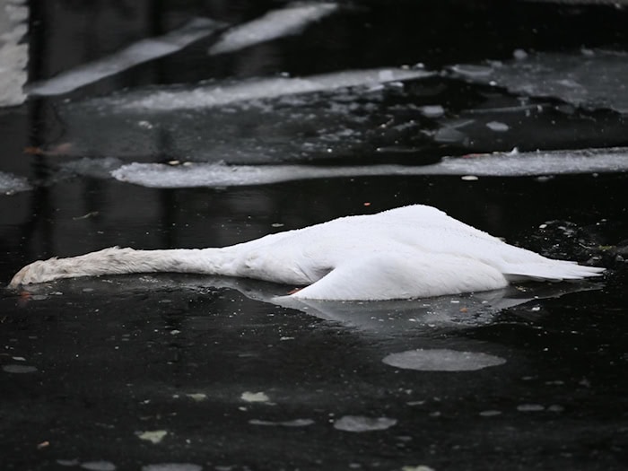 Auf dem Landwehrkanal verendete zahlreiche Schwäne an der Vogelgrippe. (Archivbild) / Foto: Britta Pedersen/dpa