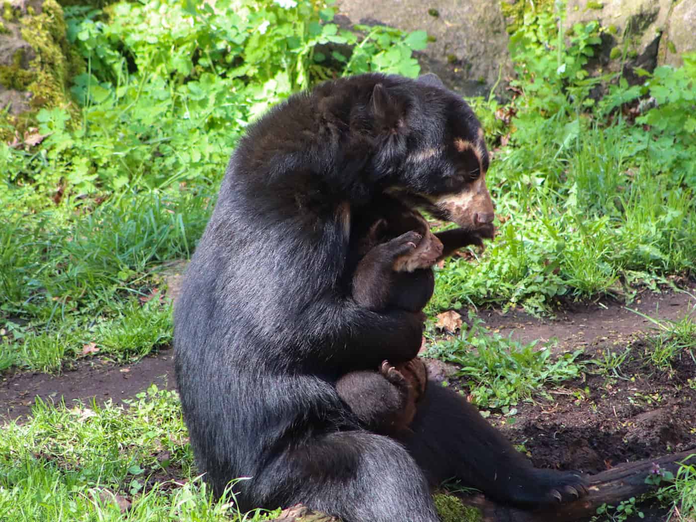 Der kleine Brillenbär Enzo spielt auf dem Arm seiner Mutter Tinka. / Foto: -/Tierpark Berlin/dpa