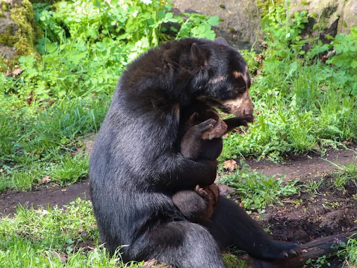 Der kleine Brillenbär Enzo spielt auf dem Arm seiner Mutter Tinka. / Foto: -/Tierpark Berlin/dpa