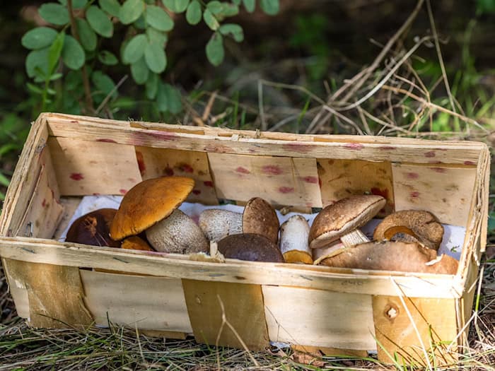 In Teilen Brandenburgs wird wieder eine Pilzberatung angeboten. (Symbolbild) / Foto: Frank Hammerschmidt/dpa