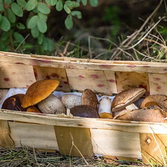 In Teilen Brandenburgs wird wieder eine Pilzberatung angeboten. (Symbolbild) / Foto: Frank Hammerschmidt/dpa