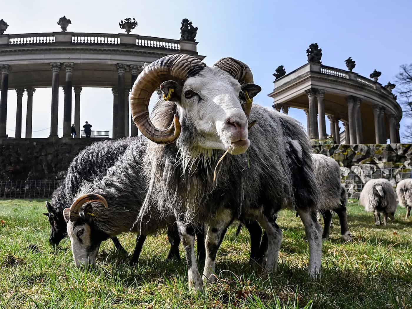 Im Park Sanssouci weiden wieder Schafe. / Foto: Jens Kalaene/dpa