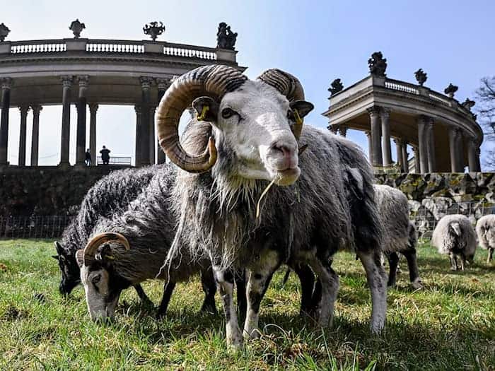 Im Park Sanssouci weiden wieder Schafe. / Foto: Jens Kalaene/dpa
