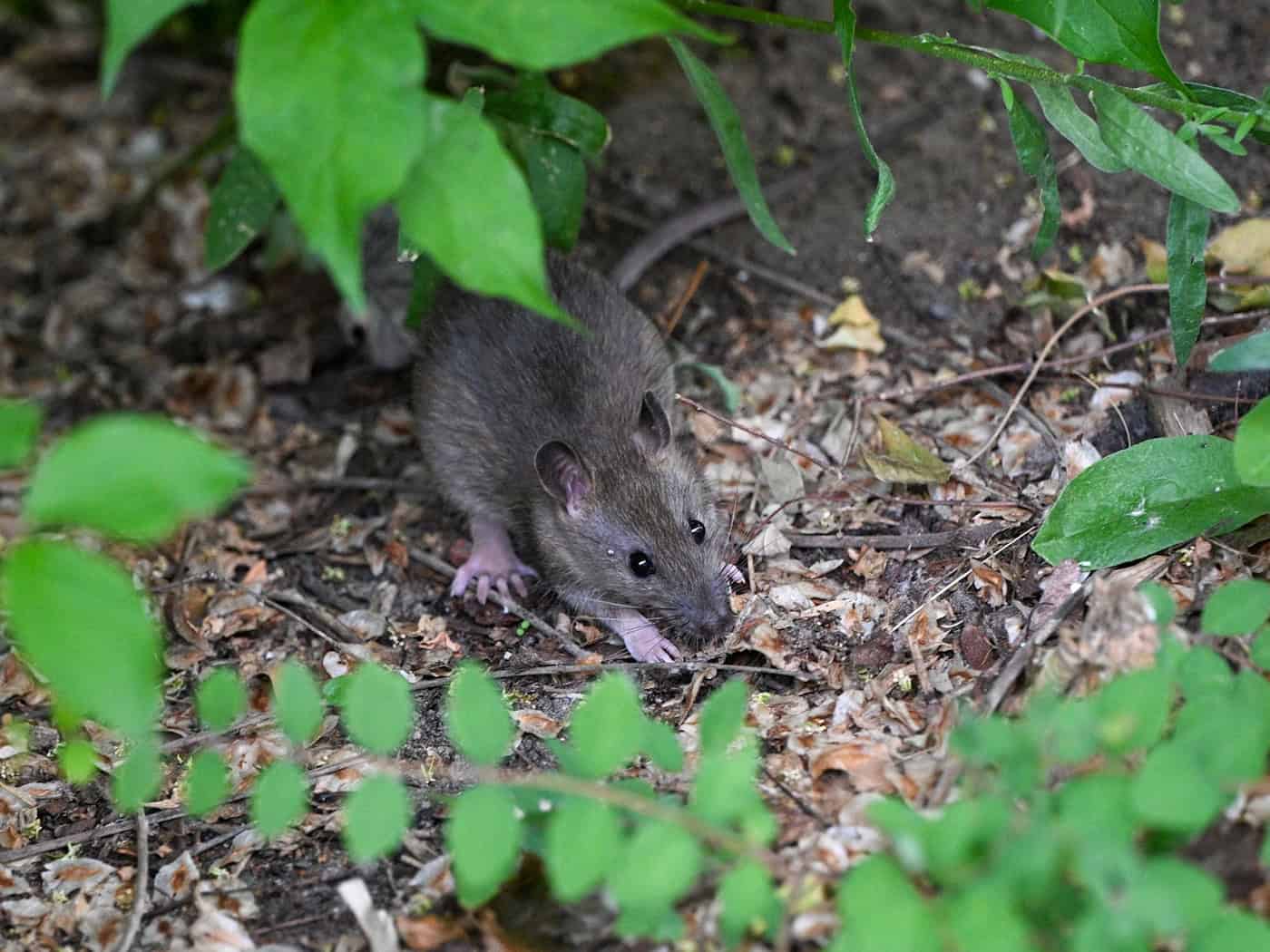 Ein Rattenpaar kann 100 bis 150 Nachkommen in einem Jahr erzeugen. (Symbolbild) / Foto: Jens Kalaene/dpa