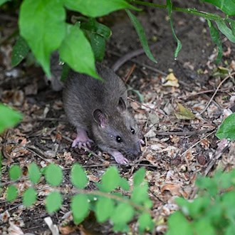 Ein Rattenpaar kann 100 bis 150 Nachkommen in einem Jahr erzeugen. (Symbolbild) / Foto: Jens Kalaene/dpa