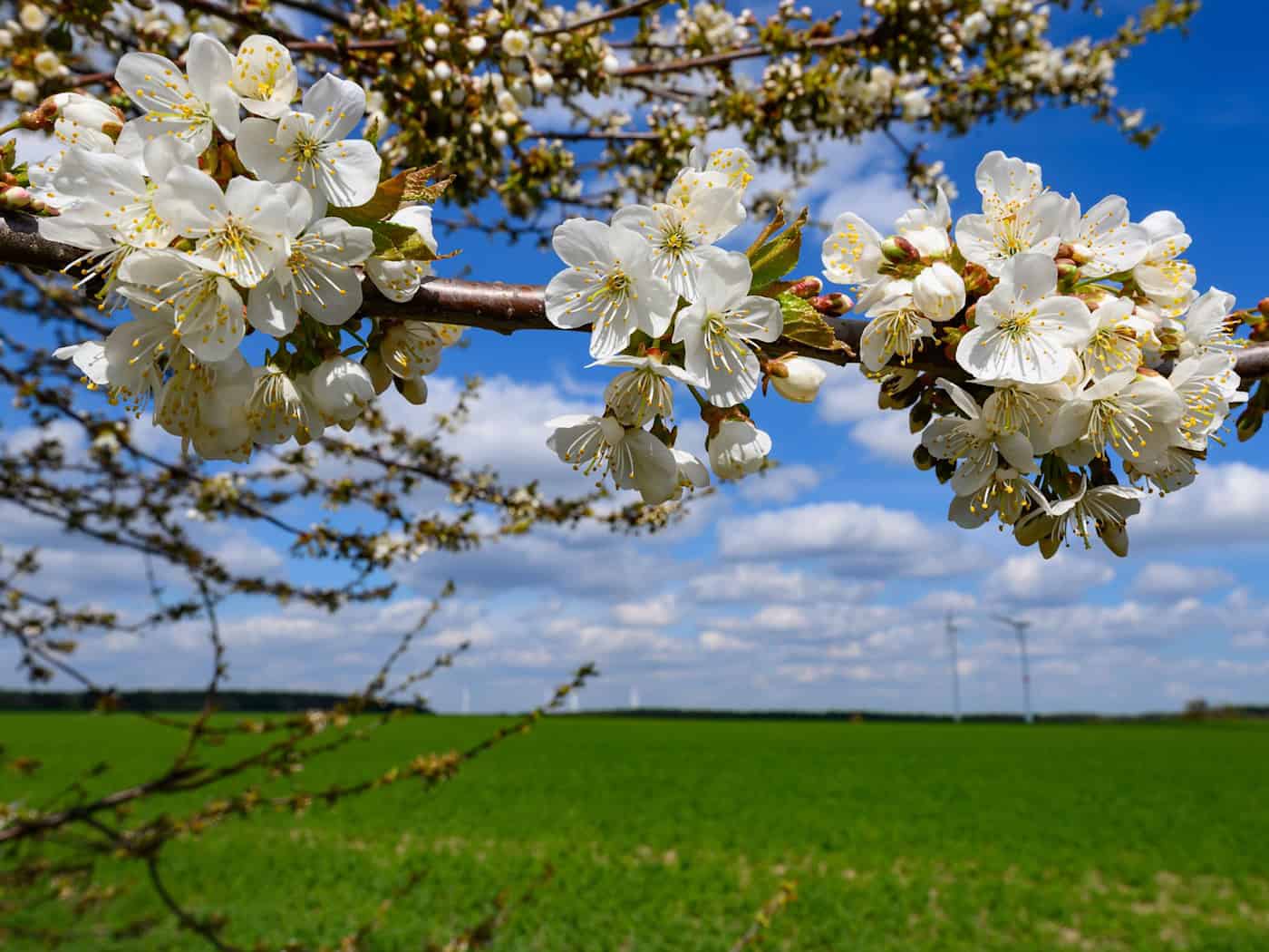 In Berlin und Brandenburg werden am Wochenende frühlingshafte Temperaturen erwartet. (Archivbild) / Foto: Patrick Pleul/dpa